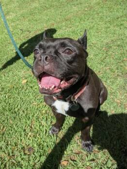 French Bulldog and Mixed Breed Dogs Available for Adoption in Honolulu, Hawaii - Gus | PetCurious