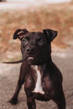 American Staffordshire Terrier and Mixed Breed Dogs Available for Adoption in North Charleston, South Carolina - 06485b Jones | PetCurious