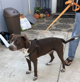 PATCH -  American Staffordshire Terrier Dog for Adoption in Dallas, Texas - PATCH | PetCurious