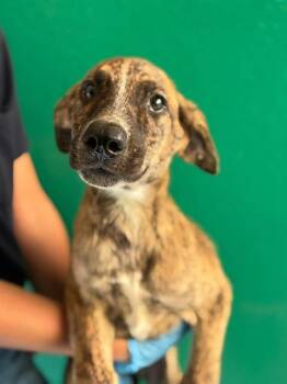 A256298 -  Australian Cattle Dog Blue Heeler and Mixed Breed Dog for Adoption in Visalia, California - A256298 | PetCurious