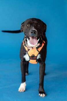 STORM -  Terrier and Labrador Retriever Dog for Adoption in Pegram, Tennessee - STORM | PetCurious