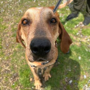 Hound Dogs Available for Adoption in Waynesville, North Carolina - Humphrey | PetCurious