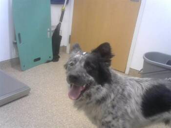 Border Collie and Australian Cattle Dog Blue Heeler Dogs Available for Adoption - PINTO | PetCurious