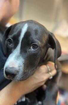 Rescue Retriever Dogs for Adoption in Mount Pleasant, South Carolina - Pip | PetCurious