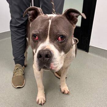 Max -  Pit Bull Terrier Dog for Adoption in Abilene, Texas - Max | PetCurious
