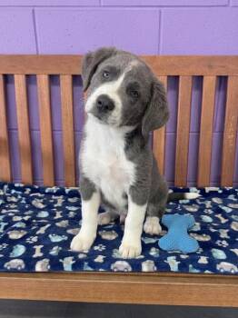 **SMOKEY** -  Labrador Retriever and Great Pyrenees Dog for Adoption in North Prairie, Wisconsin - **SMOKEY** | PetCurious