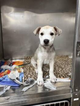 Cookie -  Siberian Husky and Terrier Dog for Adoption in North Miami Beach, Florida - Cookie | PetCurious