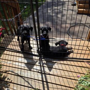 Female puppies -  German Shepherd Dog and Goldendoodle Dog for Adoption in Bow, Washington - Female Puppies | PetCurious