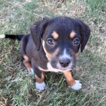 Camille -  Mixed Breed Dog for Adoption in Bentonville, Arkansas - Camille | PetCurious
