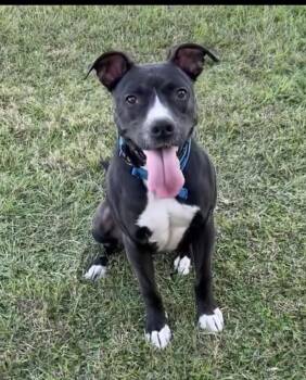 Labrador Retriever and Boxer Dogs Available for Adoption in Houston, Texas - Jester | PetCurious