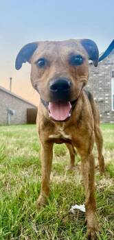 Ruth -  Pit Bull Terrier Dog for Adoption in Shawnee, Oklahoma - Ruth | PetCurious