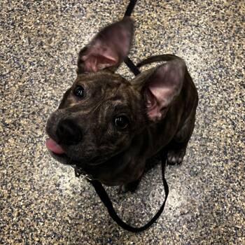 Mixed Breed Dogs Available for Adoption in Fairport, New York - Bronx | PetCurious