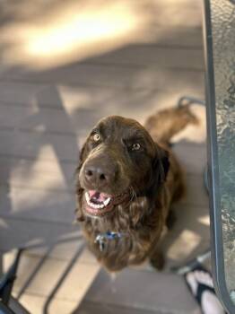 Flat Coated Retriever Dogs Available for Adoption in Willingboro, New Jersey - Goose | PetCurious