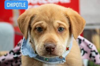 Chipotle -  Labrador Retriever and Hound Dog for Adoption in Sevierville, Tennessee - Chipotle | PetCurious