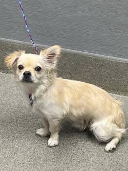 CHASE -  Chihuahua Dog for Adoption in Las Vegas, Nevada - CHASE | PetCurious