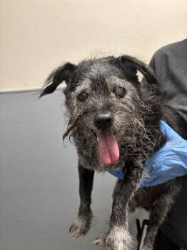 GLADYS -  Terrier Dog for Adoption in Las Vegas, Nevada - GLADYS | PetCurious