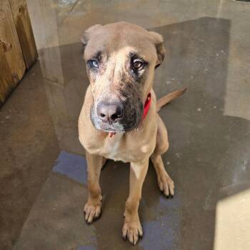 Teriyaki -  Labrador Retriever Dog for Adoption in Freeport, Florida - Teriyaki | PetCurious