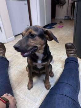 Rescue Catahoula Leopard Dog Dogs for Adoption in Gainesboro, Tennessee - Dipper | PetCurious