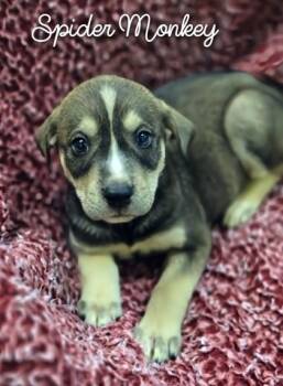 Spider Monkey -  Shepherd and Mixed Breed Dog for Adoption in Kansas City, Missouri - Spider Monkey | PetCurious