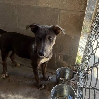 Mixed Breed Dogs Available for Adoption in Lake Panasoffkee, Florida - Moonstone | PetCurious