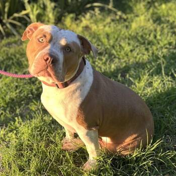 Rosie -  Pit Bull Terrier Dog for Adoption in Dallas, Texas - Rosie | PetCurious