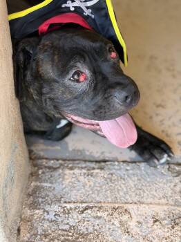Stefano -  Mastiff Dog for Adoption in Glendale, Arizona - Stefano | PetCurious
