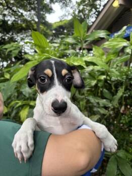 Cupid -  Terrier and Mixed Breed Dog for Adoption in Honolulu, Hawaii - Cupid | PetCurious