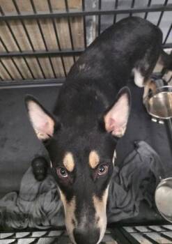 Icarus -  Shepherd and Mixed Breed Dog for Adoption in Clinton, Missouri - Icarus | PetCurious