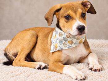 Jack -  German Pinscher and Hound Dog for Adoption in Nahunta, Georgia - Jack | PetCurious