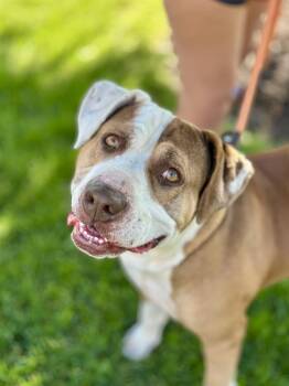 Rescue American Bulldog Dogs for Adoption in Roselle, Illinois - PONCHO ** FOSTER OR ADOPTER NEEDED TO SAVE HIM ** | PetCurious
