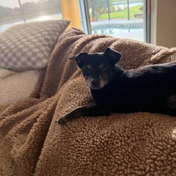 The Duke of Venice -  Chihuahua Dog for Adoption in Bradenton, Florida - The Duke Of Venice | PetCurious