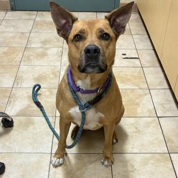 Rue-Mini -  Pit Bull Terrier Dog Available for Adoption in Troutdale, Oregon - Rue-Mini | PetCurious