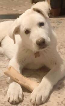 Great Pyrenees Dogs Available for Adoption - Bean | PetCurious