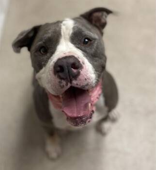 Rescue Mixed Breed Dogs for Adoption in Palmetto, Florida - TOBY | PetCurious