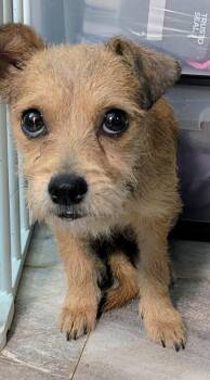 Rescue Miniature Poodle Dogs for Adoption in Saint David, Arizona - Harmony | PetCurious