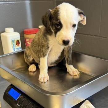 Pit Bull Terrier Dogs Available for Adoption in Tuscaloosa, Alabama - TUSC-Stray-83964 | PetCurious