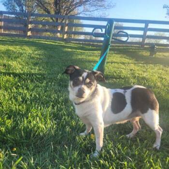 Chihuahua and Mixed Breed Dogs Available for Adoption in Frankfort, Kentucky - Baby 5748 D | PetCurious