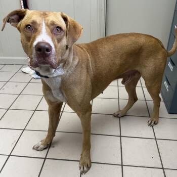 TUSC-Stray-86009 -  Pit Bull Terrier and Mixed Breed Dog for Adoption in Tuscaloosa, Alabama - TUSC-Stray-86009 | PetCurious