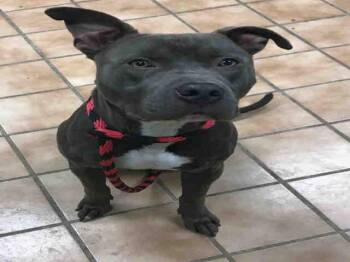 Pit Bull Terrier Dogs Available for Adoption - BLITZEN | PetCurious