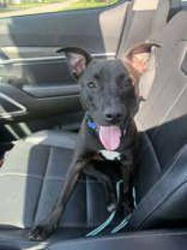 Cera -  Mixed Breed Dog for Adoption in Neenah, Wisconsin - Cera | PetCurious
