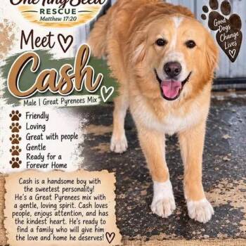 Cash -  Mixed Breed Dog for Adoption in Buffalo, Minnesota - Cash | PetCurious