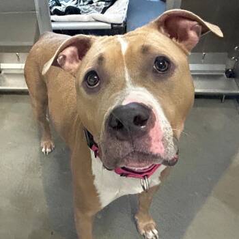 Pink -  Mixed Breed Dog for Adoption in Pittsburgh, Pennsylvania - Pink | PetCurious