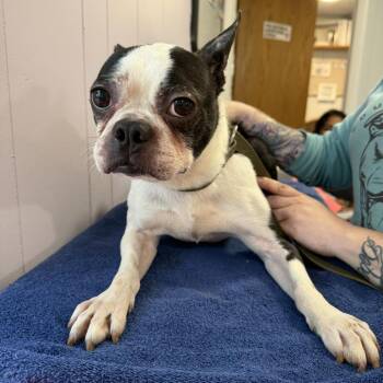 Tim -  Boston Terrier and None Dog for Adoption in Madison, Wisconsin - Tim | PetCurious