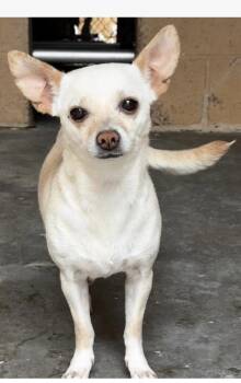 GAZELLE -  Chihuahua Dog for Adoption in Broomfield, Colorado - GAZELLE | PetCurious