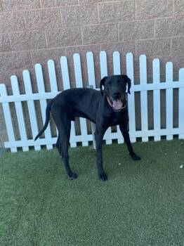 Great Dane Dogs Available for Adoption - A608179 | PetCurious