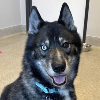 Diesel -  Mixed Breed Dog for Adoption in Lansing, Michigan - Diesel | PetCurious