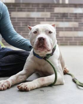 Mixed Breed Dogs Available for Adoption in Chamblee, Georgia - Dollface | PetCurious
