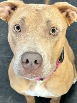 Jubie -  Pit Bull Terrier Dog for Adoption in Elmwood Park, Wisconsin - Jubie | PetCurious