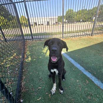 Rambo -  Mixed Breed Dog for Adoption in Memphis, Tennessee - Rambo | PetCurious