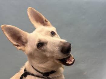 Eira -  German Shepherd Dog and Mixed Breed Dog for Adoption in Golden Valley, Minnesota - Eira | PetCurious